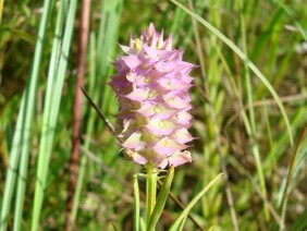 Polygala cruciata Drumheads