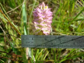 Polygala cruciata Drumheads