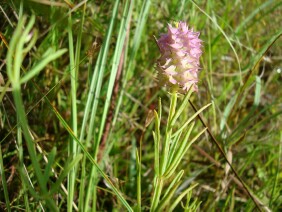 Polygala cruciata Drumheads