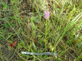 Polygala cruciata Drumheads