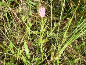 Polygala cruciata Drumheads