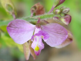 Polygala grandiflora Showy Milkwort