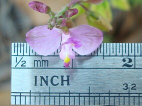 Polygala grandiflora Showy Milkwort