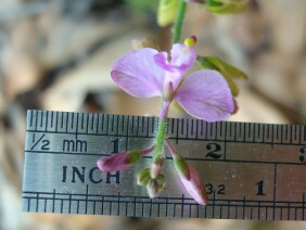 Polygala grandiflora Showy Milkwort