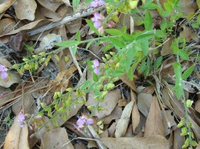 Polygala grandiflora Showy Milkwort