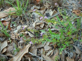 Polygala grandiflora Showy Milkwort