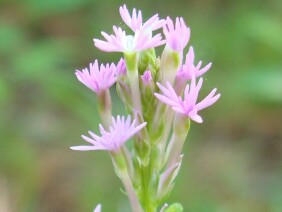 Polygala incarnata Pink Milkwort