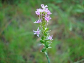 Polygala incarnata Pink Milkwort