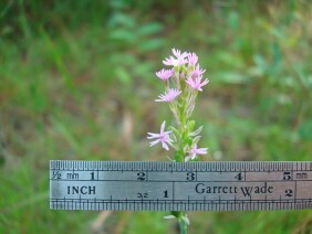 Polygala incarnata Pink Milkwort