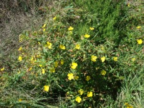 Ludwigia leptocarpa Primrose