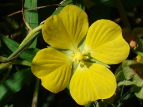 Ludwigia leptocarpa Primrose