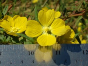 Ludwigia leptocarpa Primrose