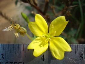 Oenothera biennis Primrose