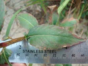 Oenothera biennis Primrose