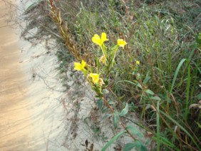 Oenothera biennis Primrose