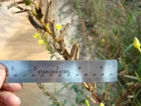 Oenothera biennis Primrose