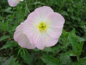 Oenothera speciosa Showy Evening Primrose