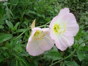 Oenothera speciosa Showy Evening Primrose