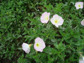 Oenothera speciosa Showy Evening Primrose