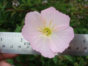 Oenothera speciosa Showy Evening Primrose