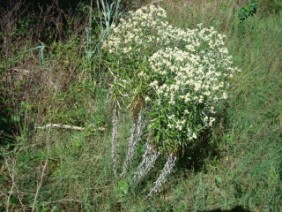 Gnaphalium obtusifolium Rabbit Tobacco