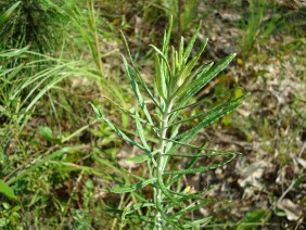 Gnaphalium obtusifolium Rabbit Tobacco