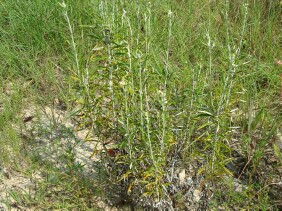 Gnaphalium obtusifolium Rabbit Tobacco