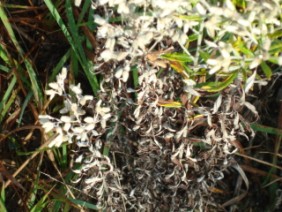 Gnaphalium obtusifolium Rabbit Tobacco