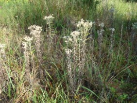 Gnaphalium obtusifolium Rabbit Tobacco