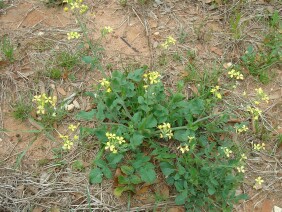 Raphanus raphanistrum Wild Radish