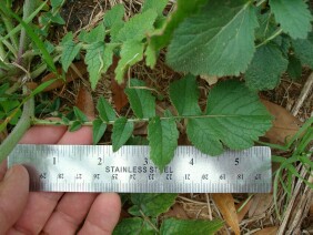 Raphanus raphanistrum Wild Radish