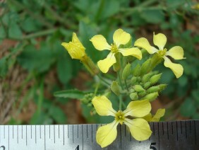 Raphanus raphanistrum Wild Radish