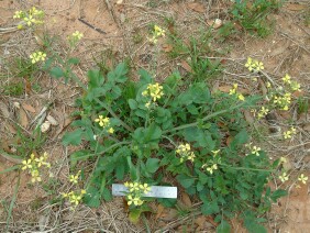 Raphanus raphanistrum Wild Radish