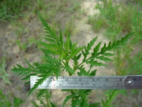 Ambrosia artemisiifolia Ragweed