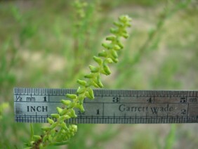 Ambrosia artemisiifolia Ragweed