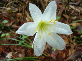 Zephyranthes atamasca Rainlily