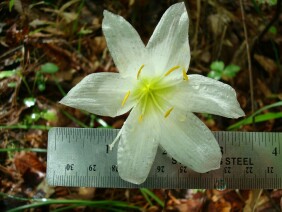 Zephyranthes atamasca Rainlily