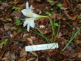 Zephyranthes atamasca Rainlily