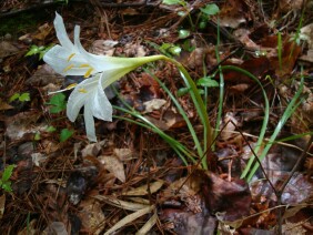 Zephyranthes atamasca Rainlily