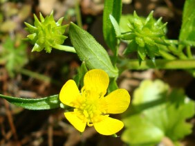 Ranunculus muricatus Spinyfruit Buttercup