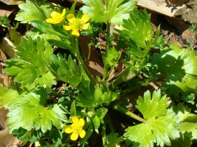 Ranunculus sceleratus Cursed Buttercup