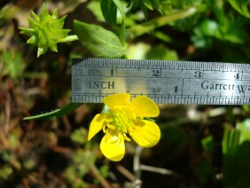 Ranunculus sceleratus Cursed Buttercup