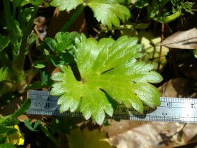 Ranunculus sceleratus Cursed Buttercup