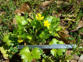 Ranunculus sceleratus Cursed Buttercup