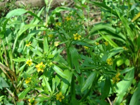 Ranunculus sceleratus Cursed Buttercup