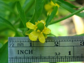 Ranunculus sceleratus Cursed Buttercup