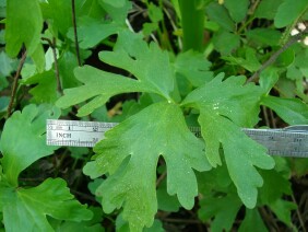 Ranunculus sceleratus Cursed Buttercup