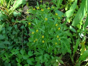 Ranunculus sceleratus Cursed Buttercup