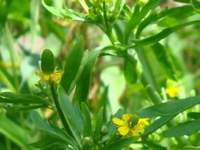 Ranunculus sceleratus Cursed Buttercup