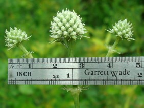 Eryngium yuccifolium Rattlesnake Master